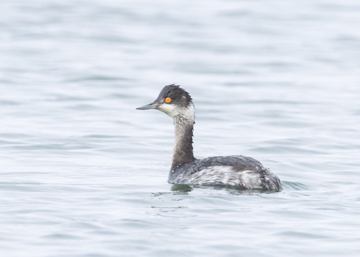 Eared Grebe - ML646455288