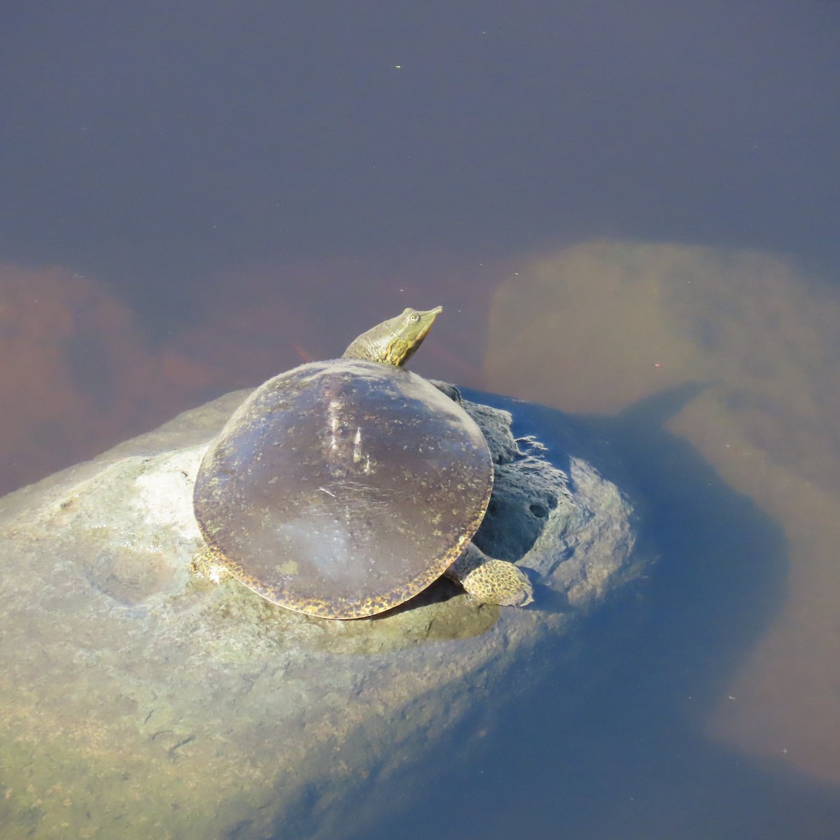 Animals - ML646455289