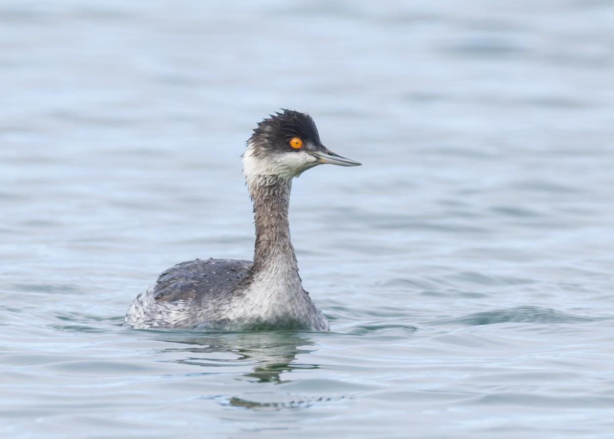 Eared Grebe - ML646455290