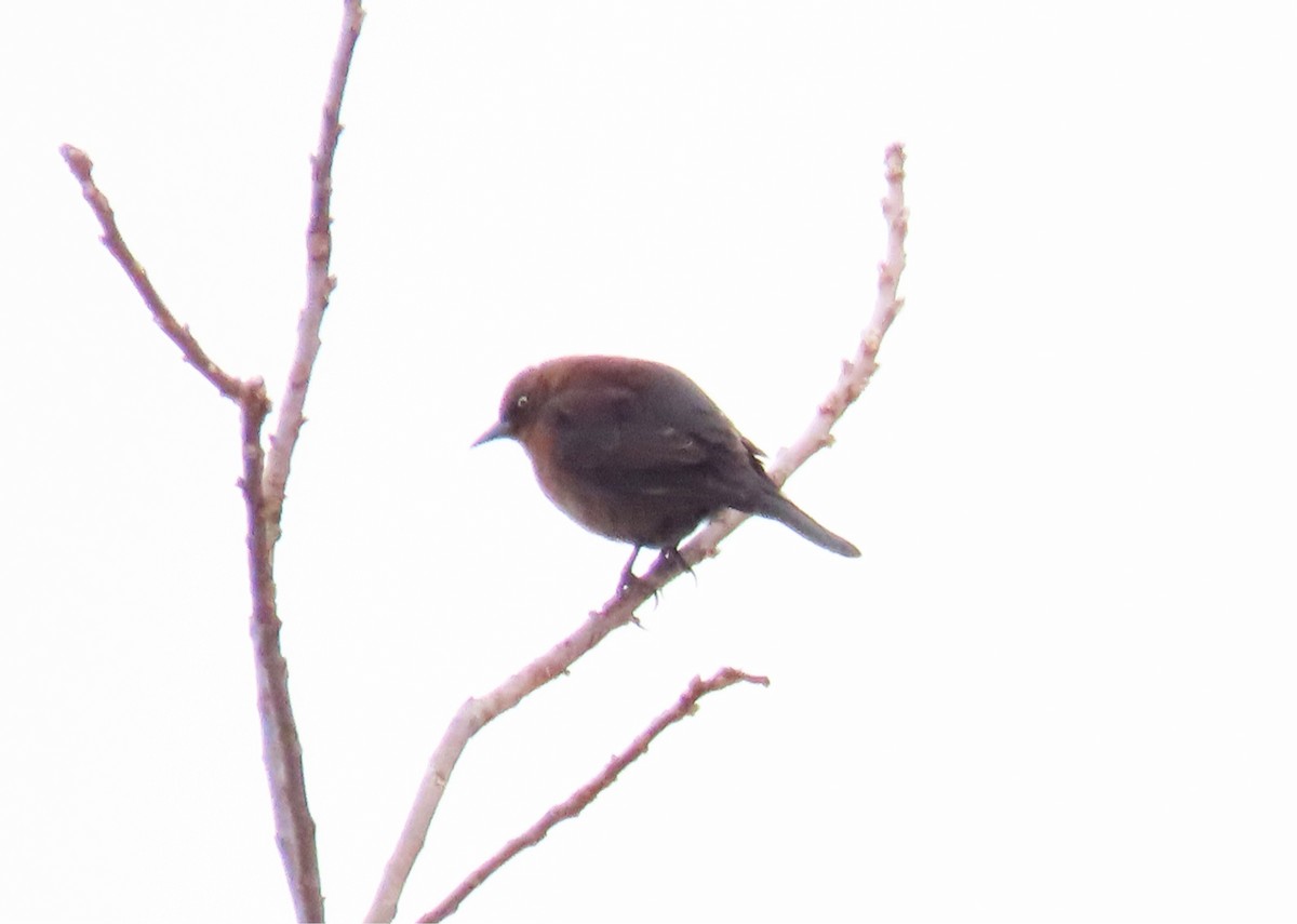 Rusty Blackbird - ML646455291