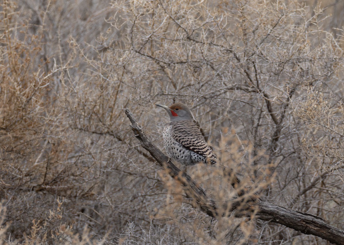 Northern Flicker - ML646455298