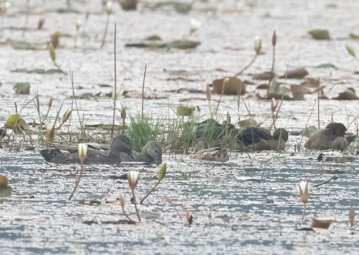 kopřivka obecná - ML646455299