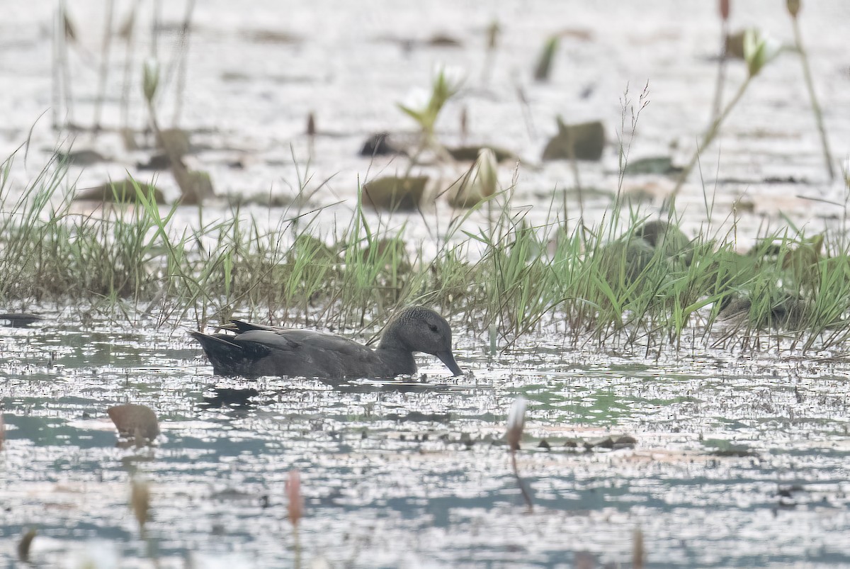 kopřivka obecná - ML646455300