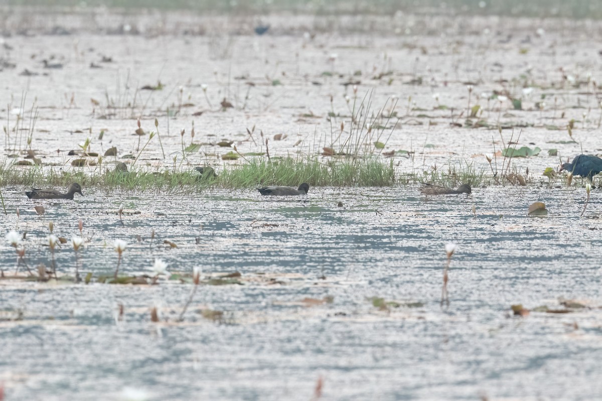 kopřivka obecná - ML646455301