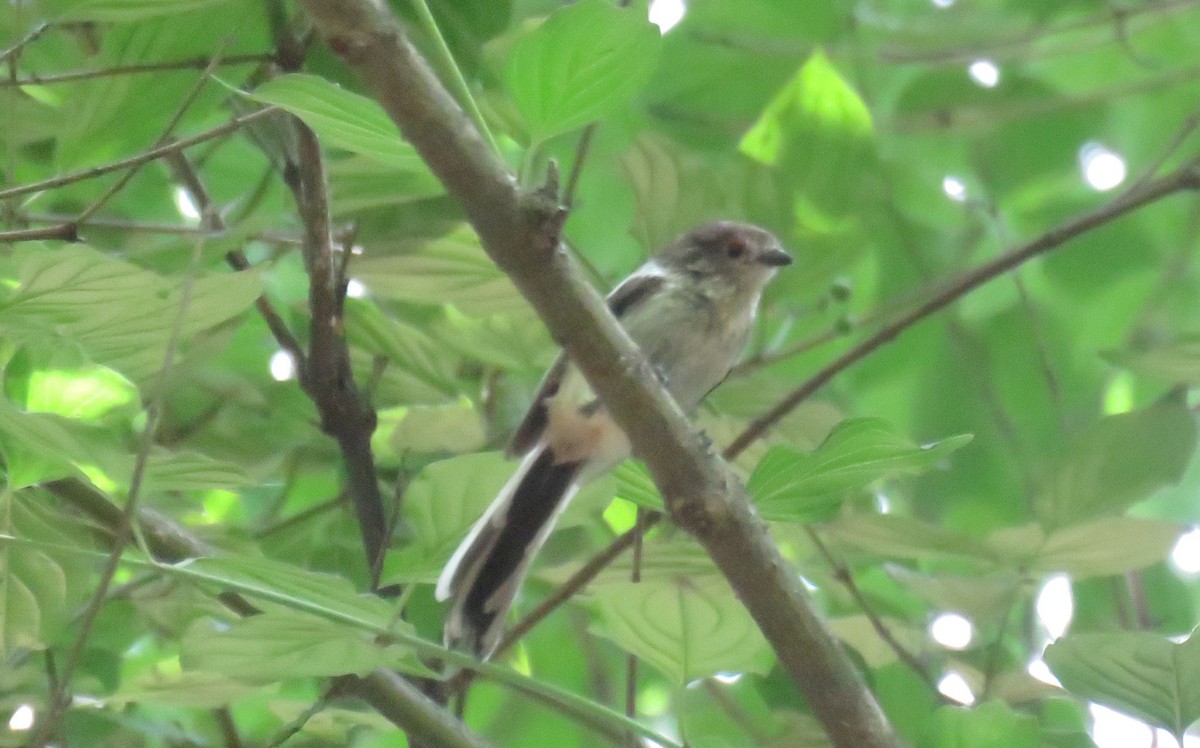 Сүүлт хөх бух - ML646455302