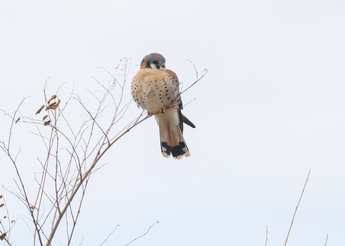 American Kestrel - ML646455303