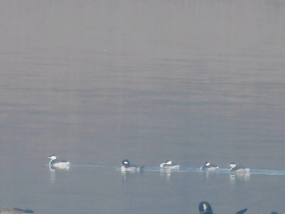 角鸊鷉 - ML646455304