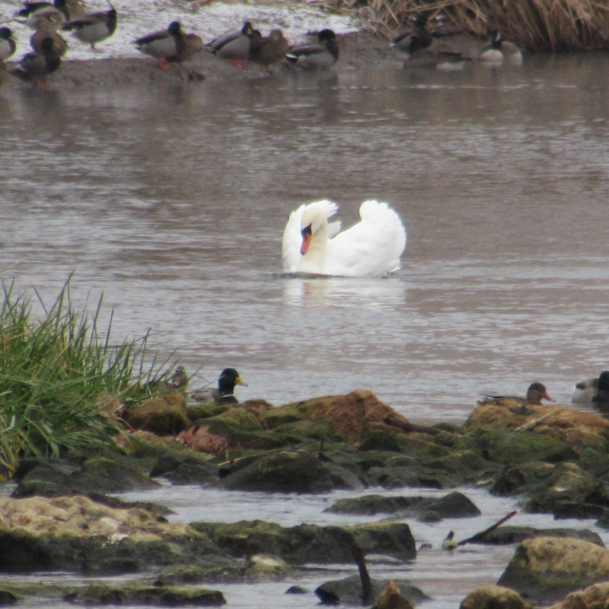Mute Swan - ML646455310