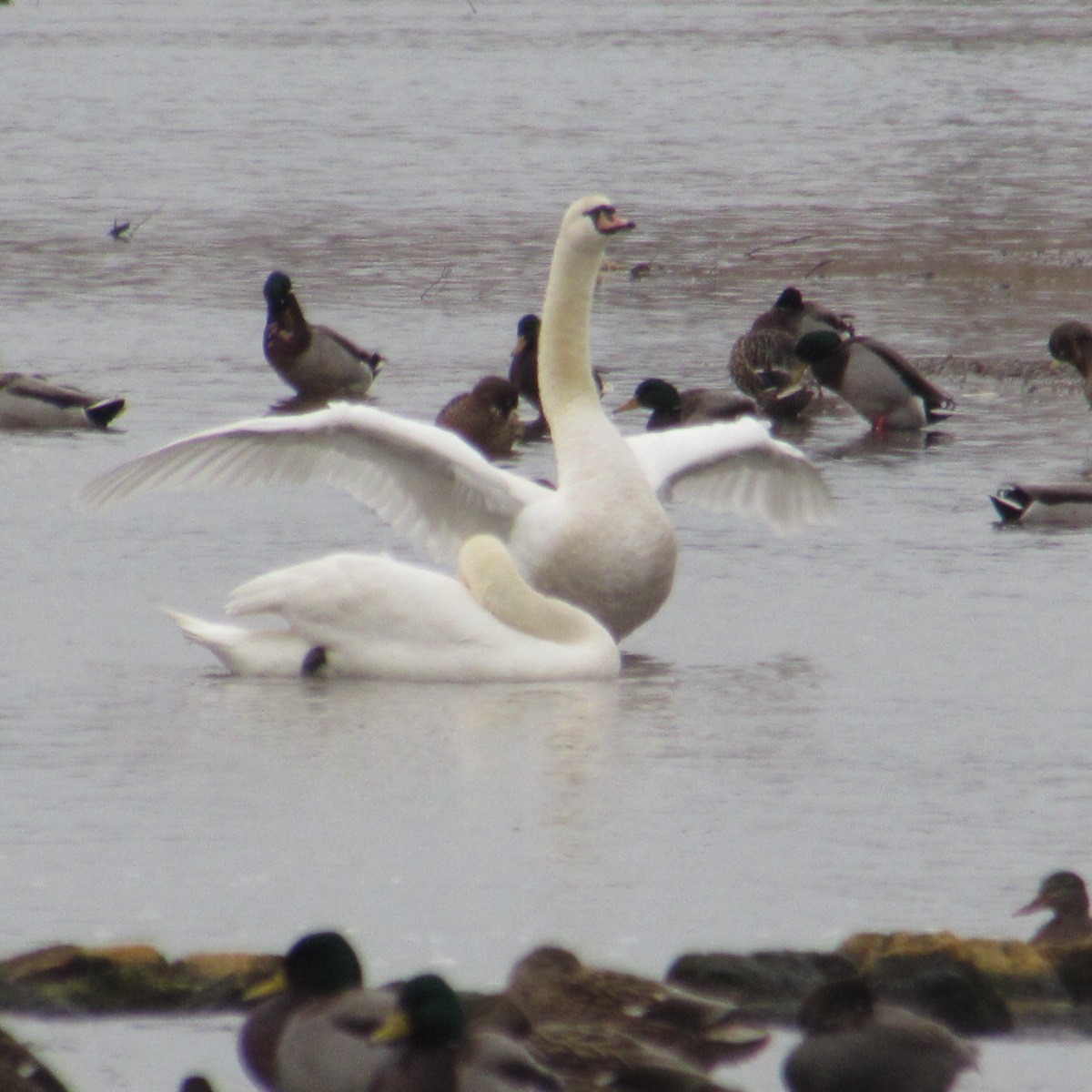Mute Swan - ML646455311