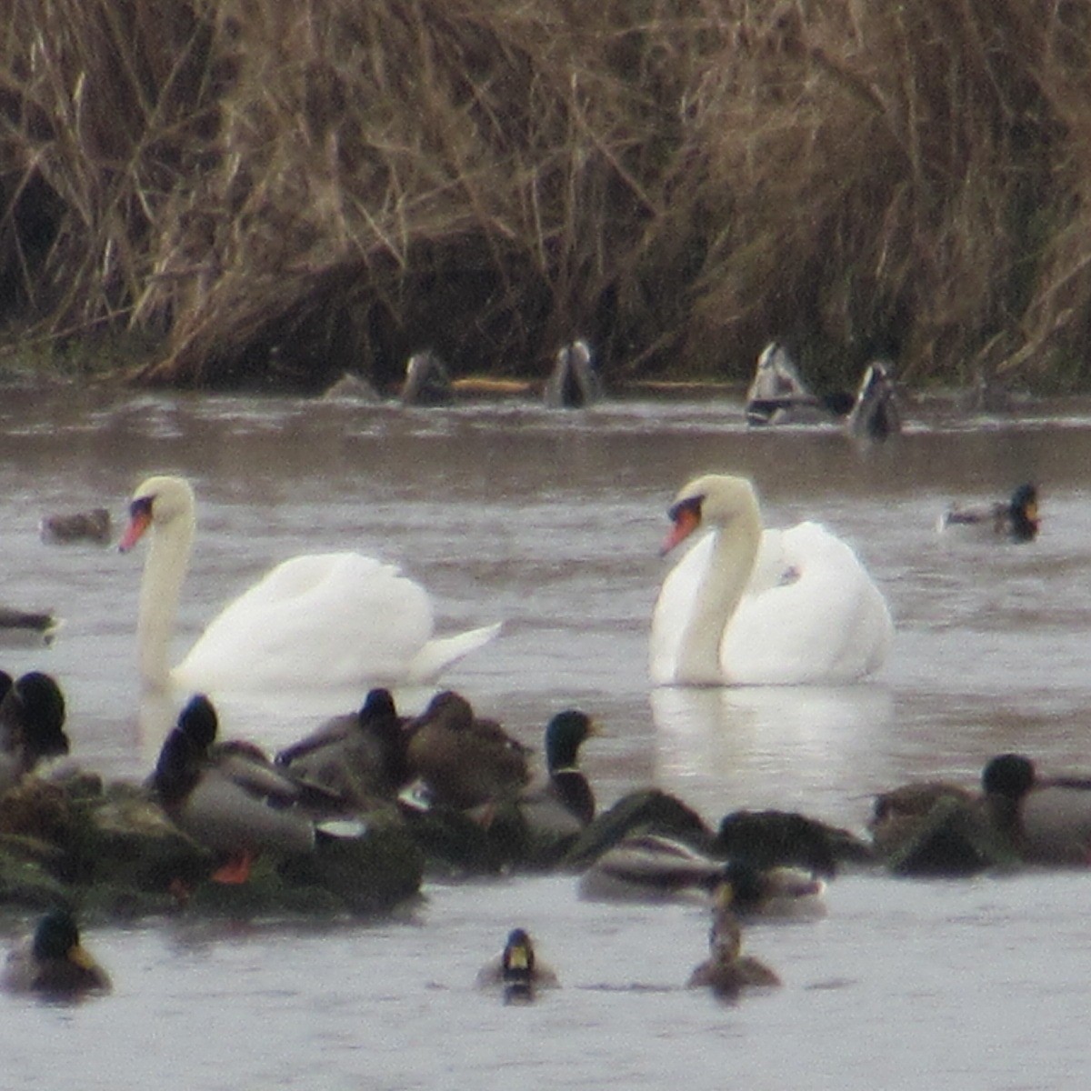 Mute Swan - ML646455312