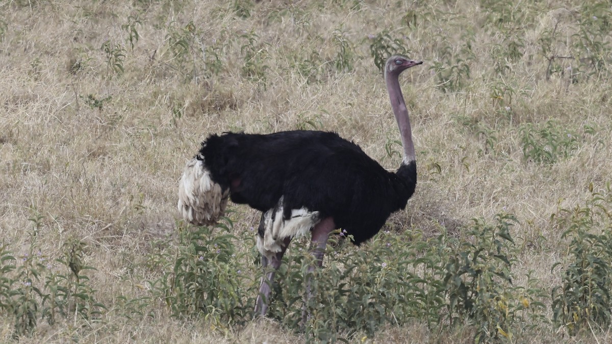 Common Ostrich - ML646455313
