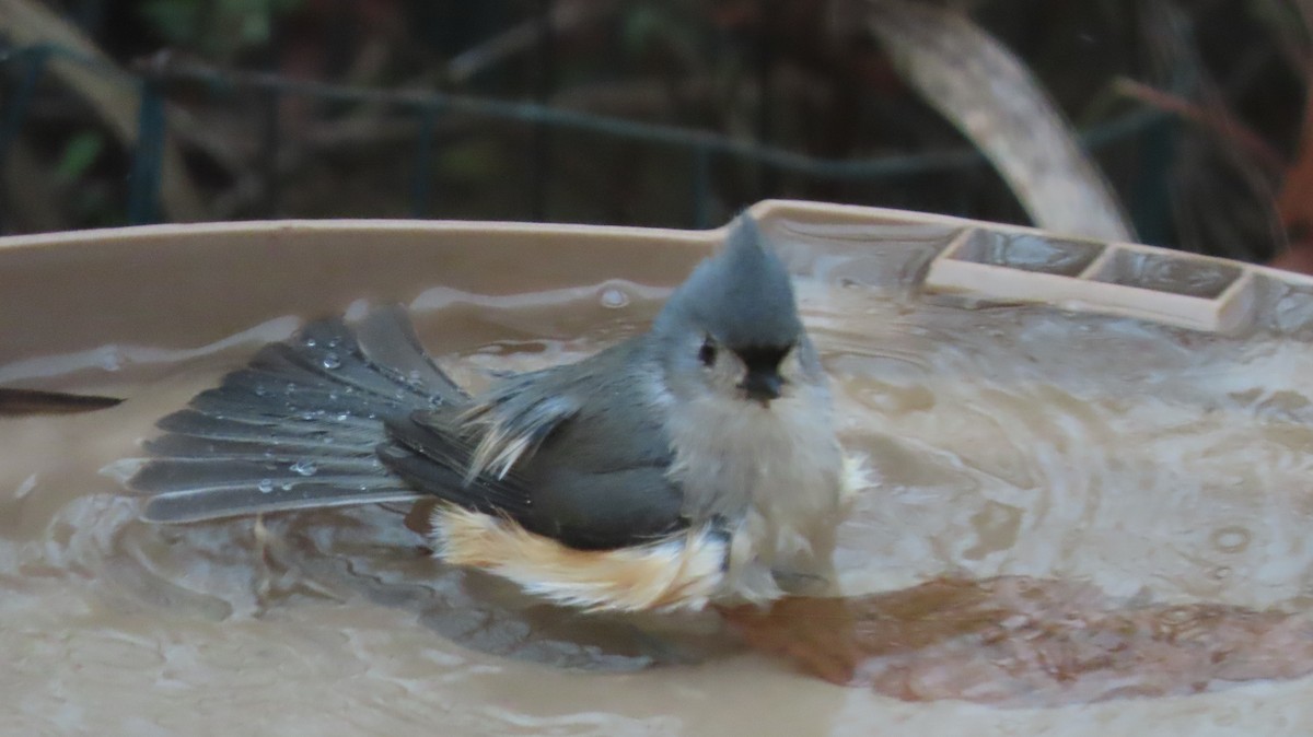 Tufted Titmouse - ML646455314
