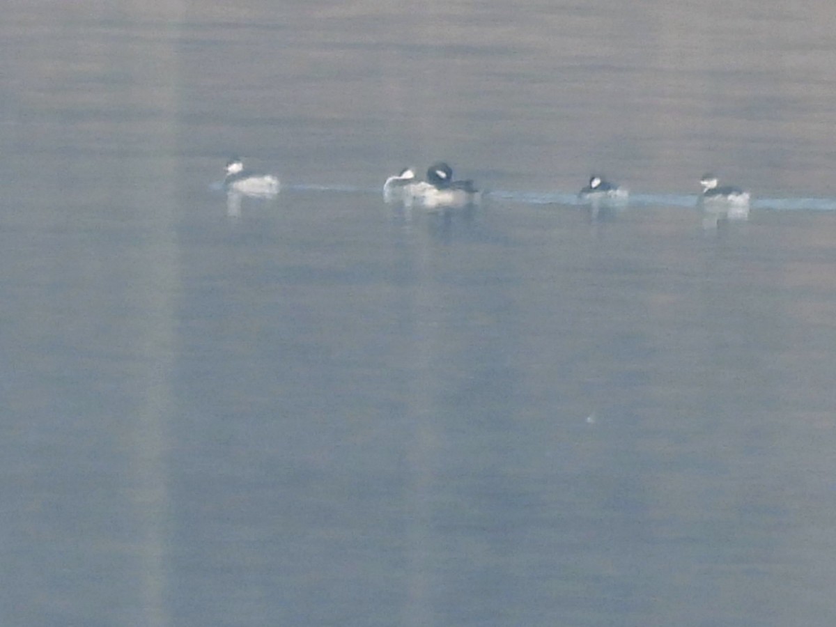 角鸊鷉 - ML646455316