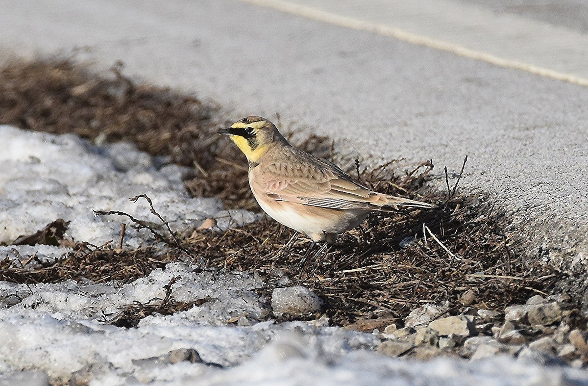 skřivan ouškatý - ML646455317