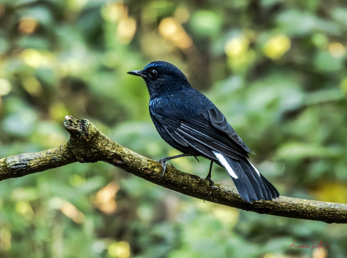 White-tailed Robin - ML646455320