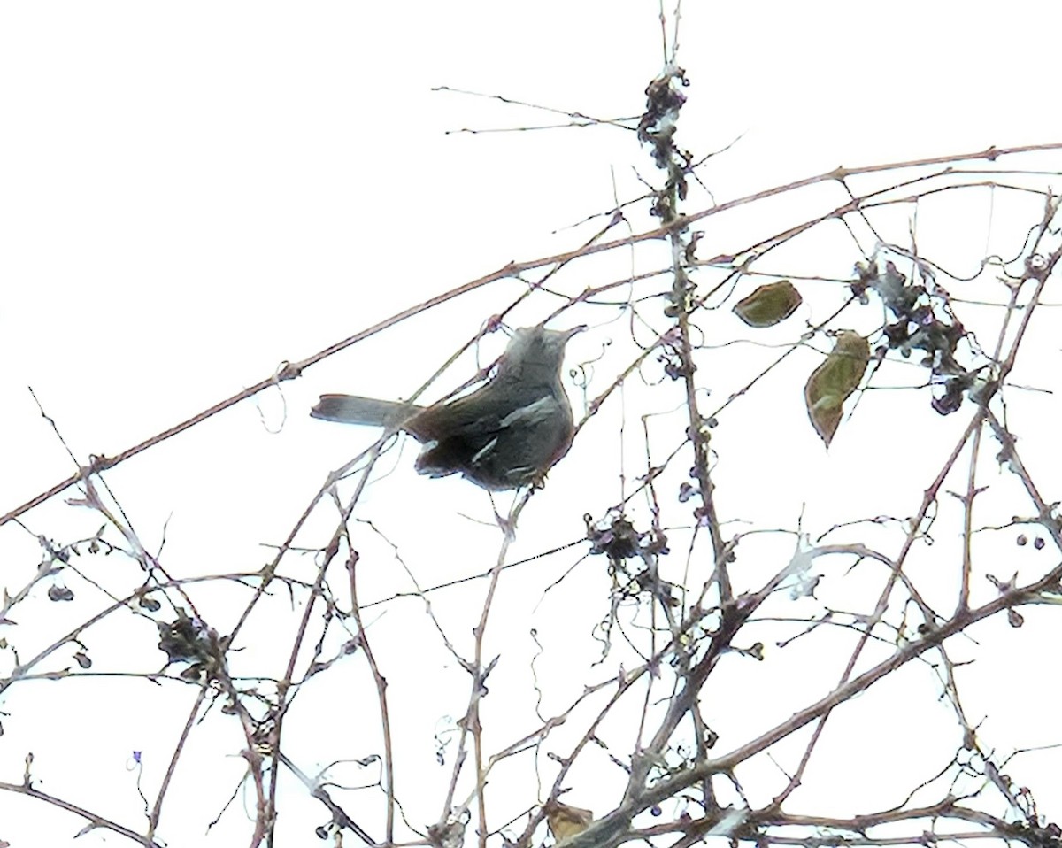 Gray Catbird - ML646455322