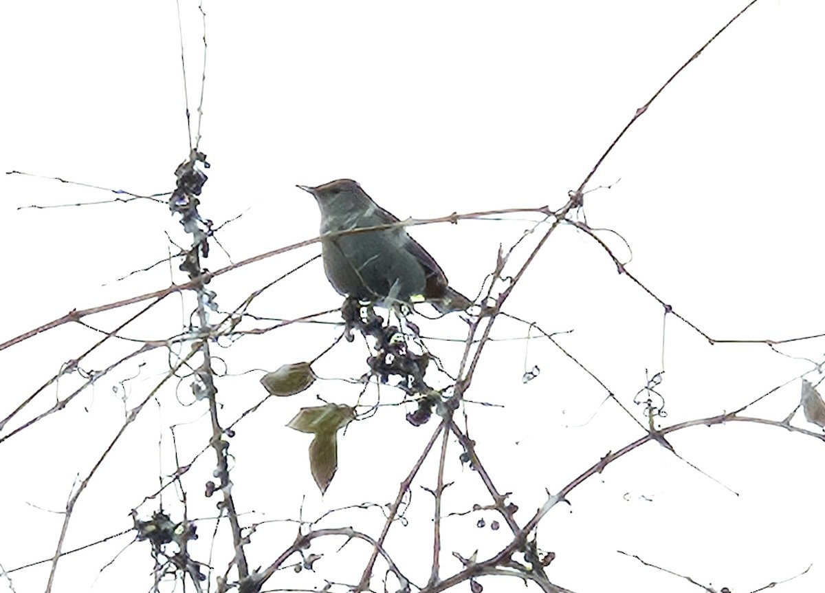 Gray Catbird - ML646455323