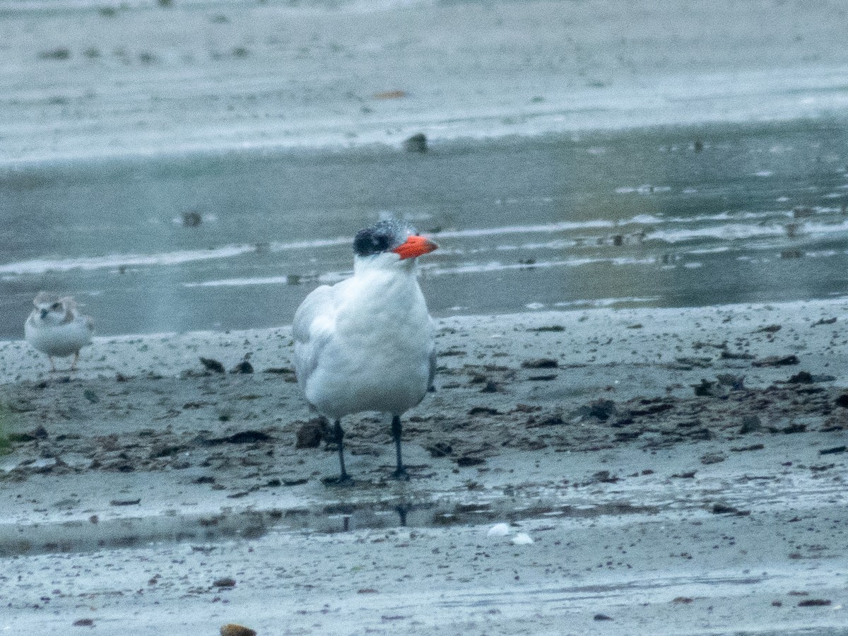 Caspian Tern - ML646455327