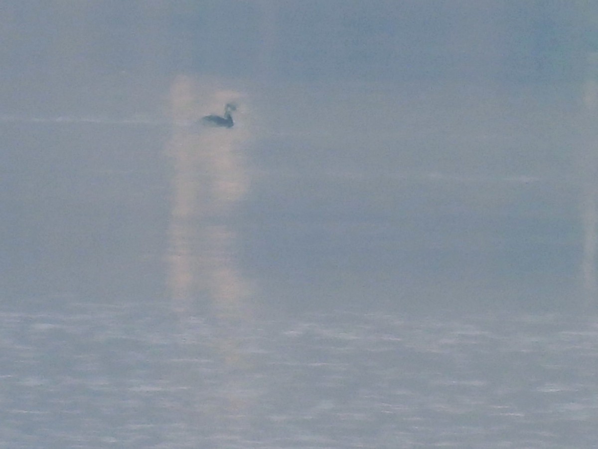 赤頸鸊鷉 - ML646455335