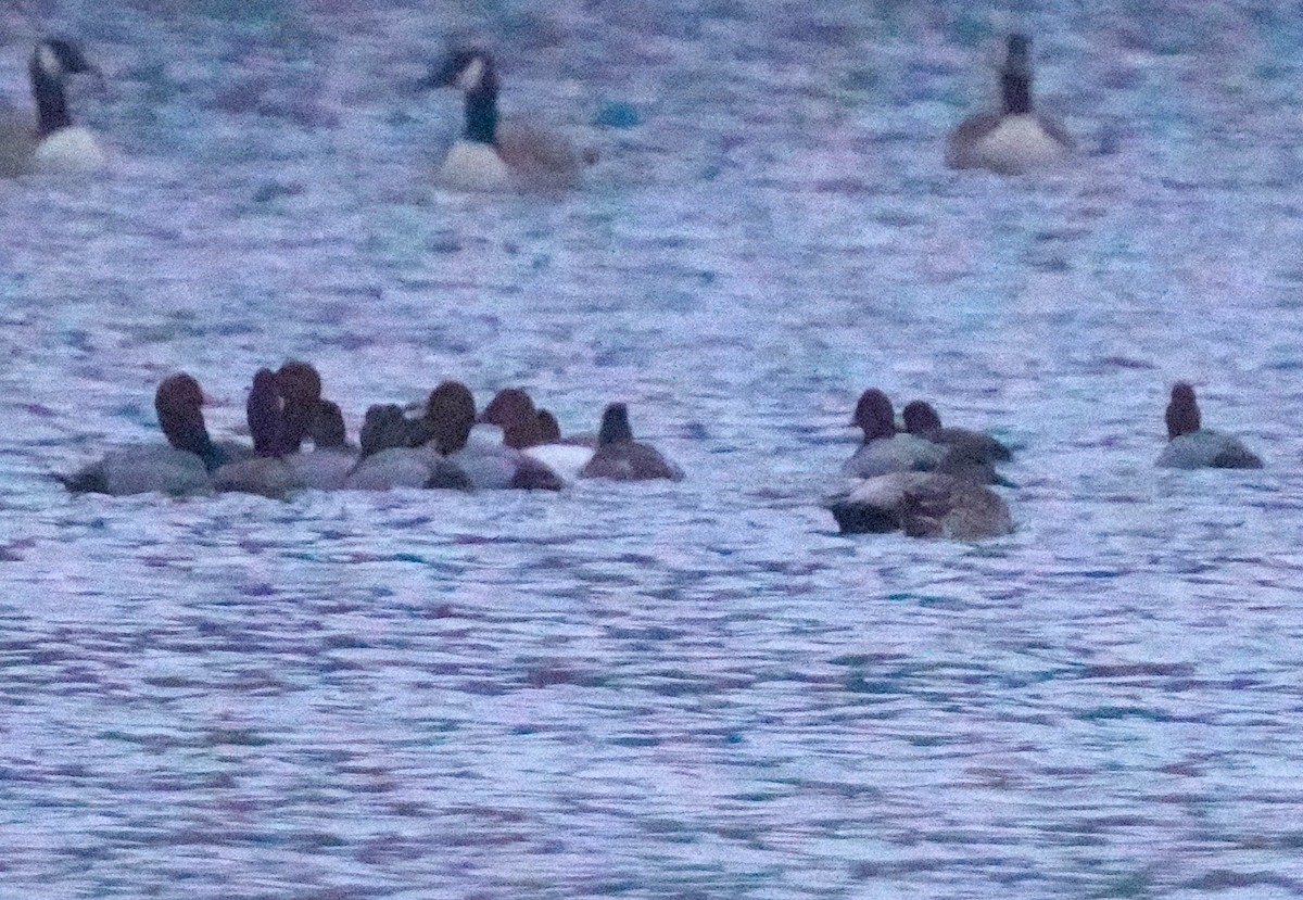 Canvasback - ML646455337