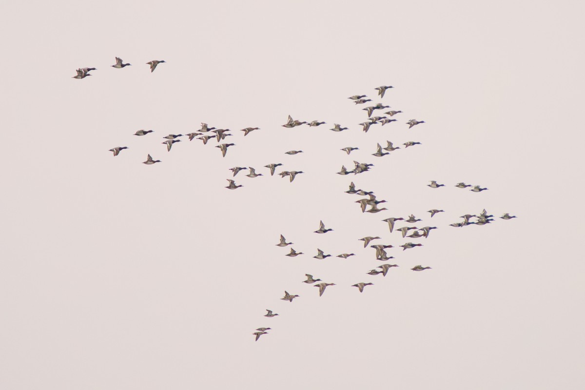 Попелюх американський - ML646455339