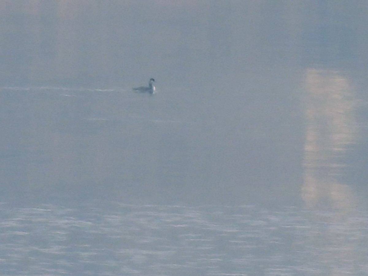 赤頸鸊鷉 - ML646455340