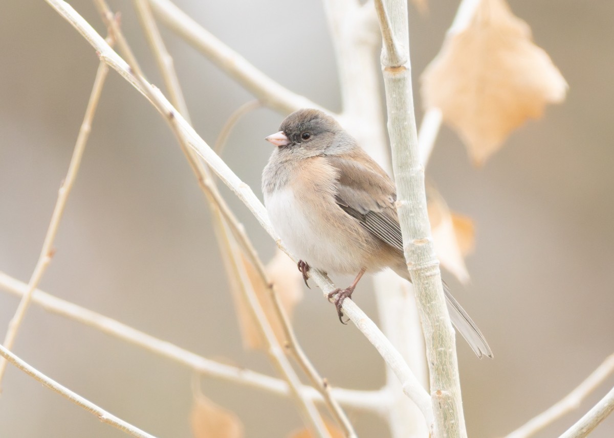Dark-eyed Junco (Pink-sided) - ML646455341