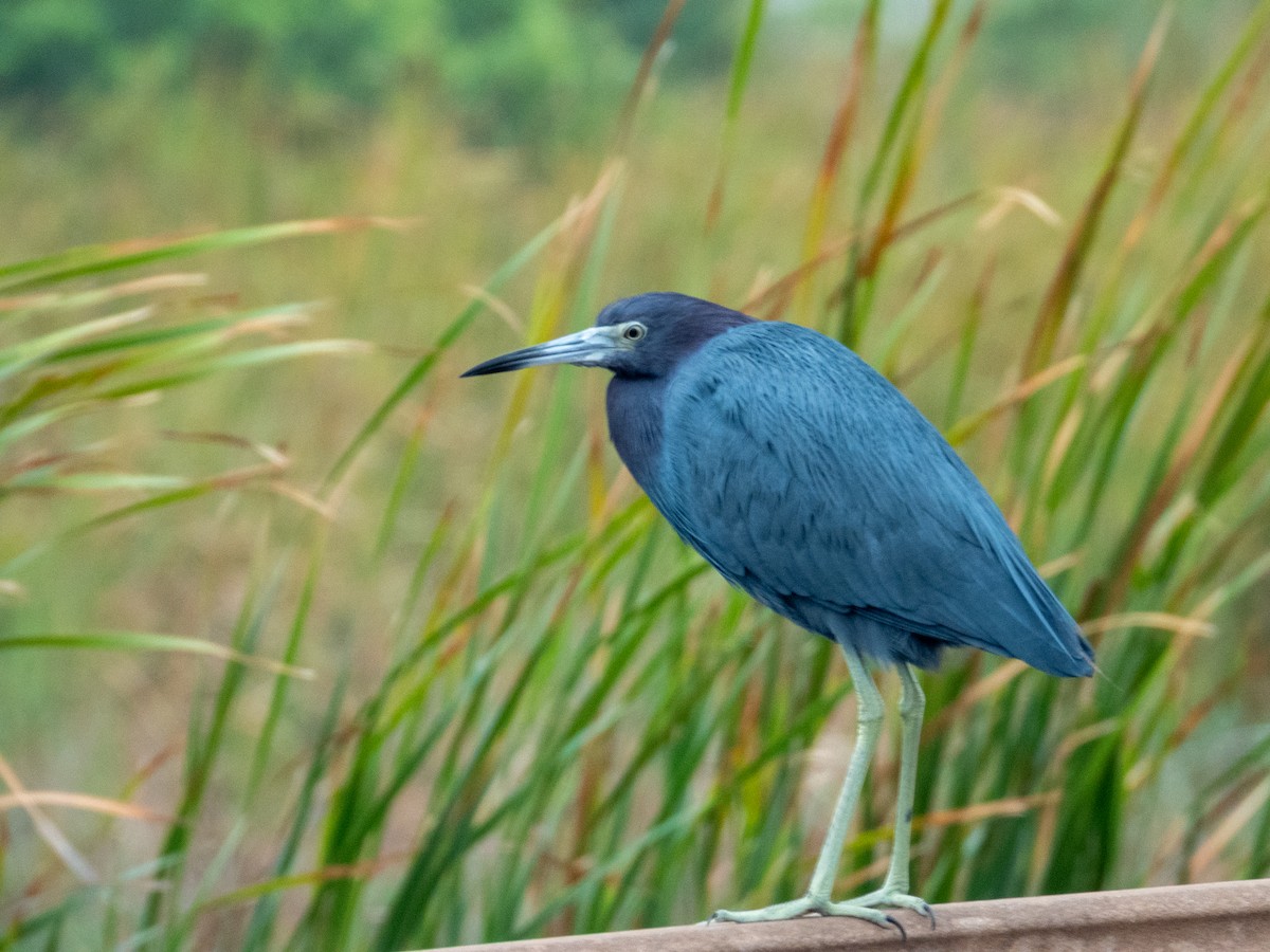 Little Blue Heron - ML646455342