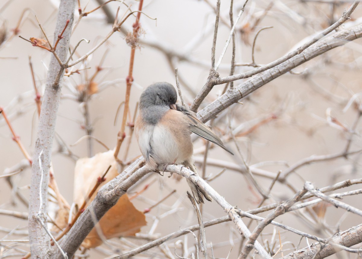 Dark-eyed Junco (Pink-sided) - ML646455344