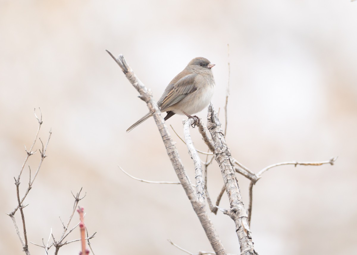 Dark-eyed Junco (Pink-sided) - ML646455345