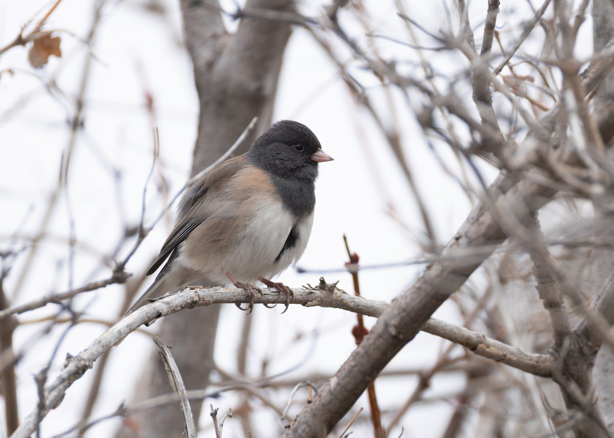 Dark-eyed Junco (Pink-sided) - ML646455347