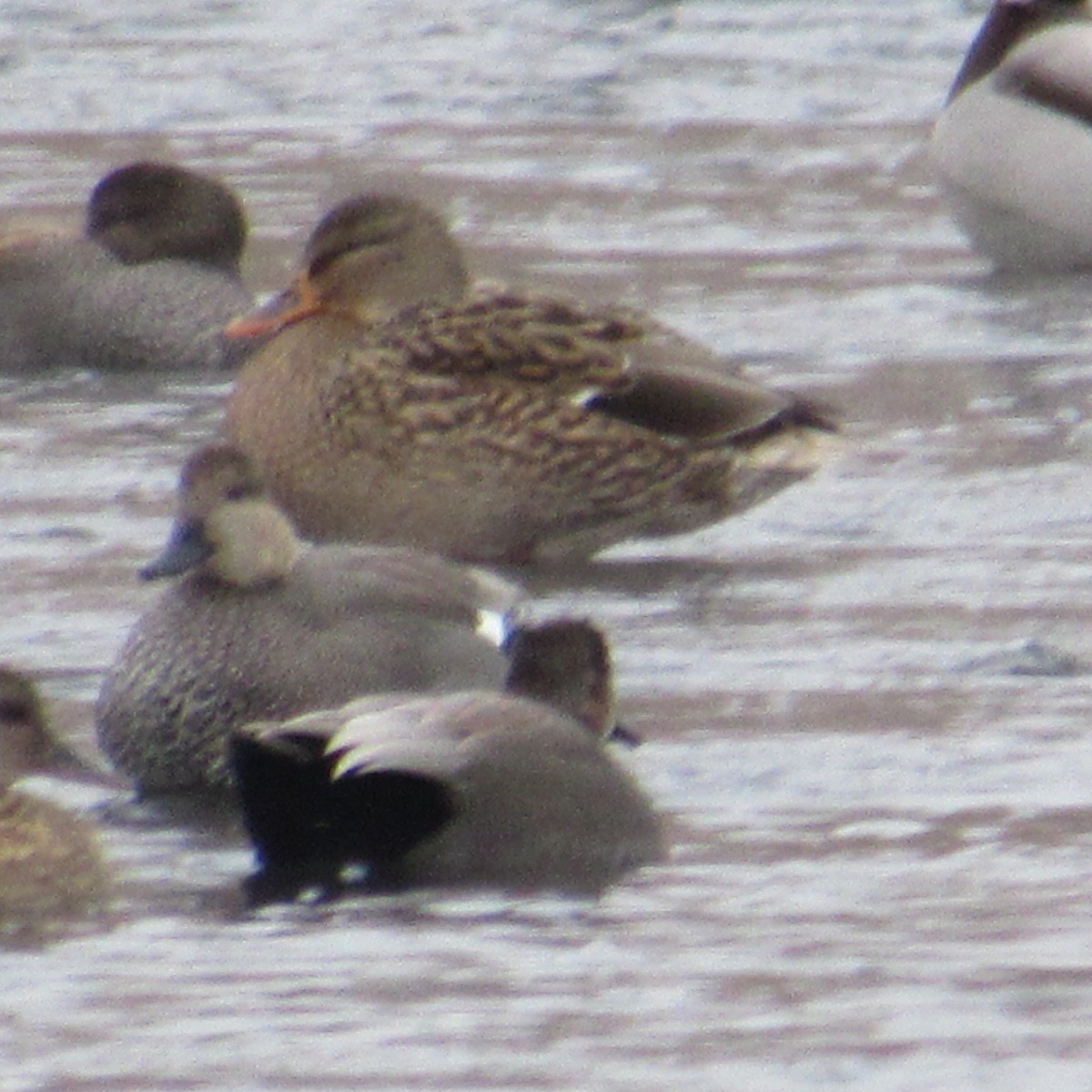 kopřivka obecná - ML646455348