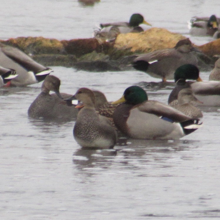 kopřivka obecná - ML646455349
