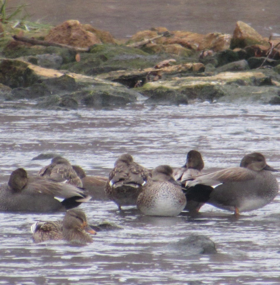 kopřivka obecná - ML646455350