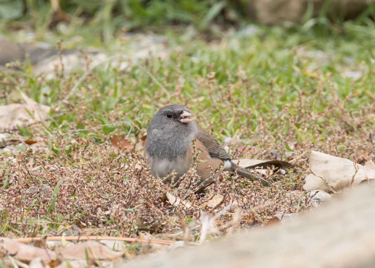 Dark-eyed Junco (Pink-sided) - ML646455351