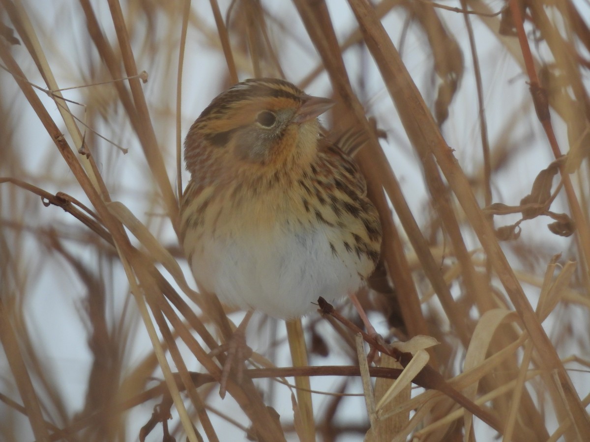 LeConte's Sparrow - ML646455352