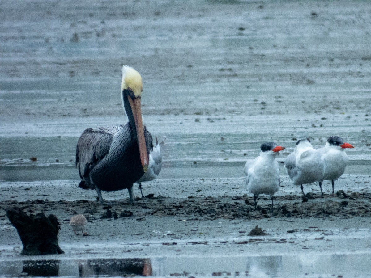 Brown Pelican - ML646455353