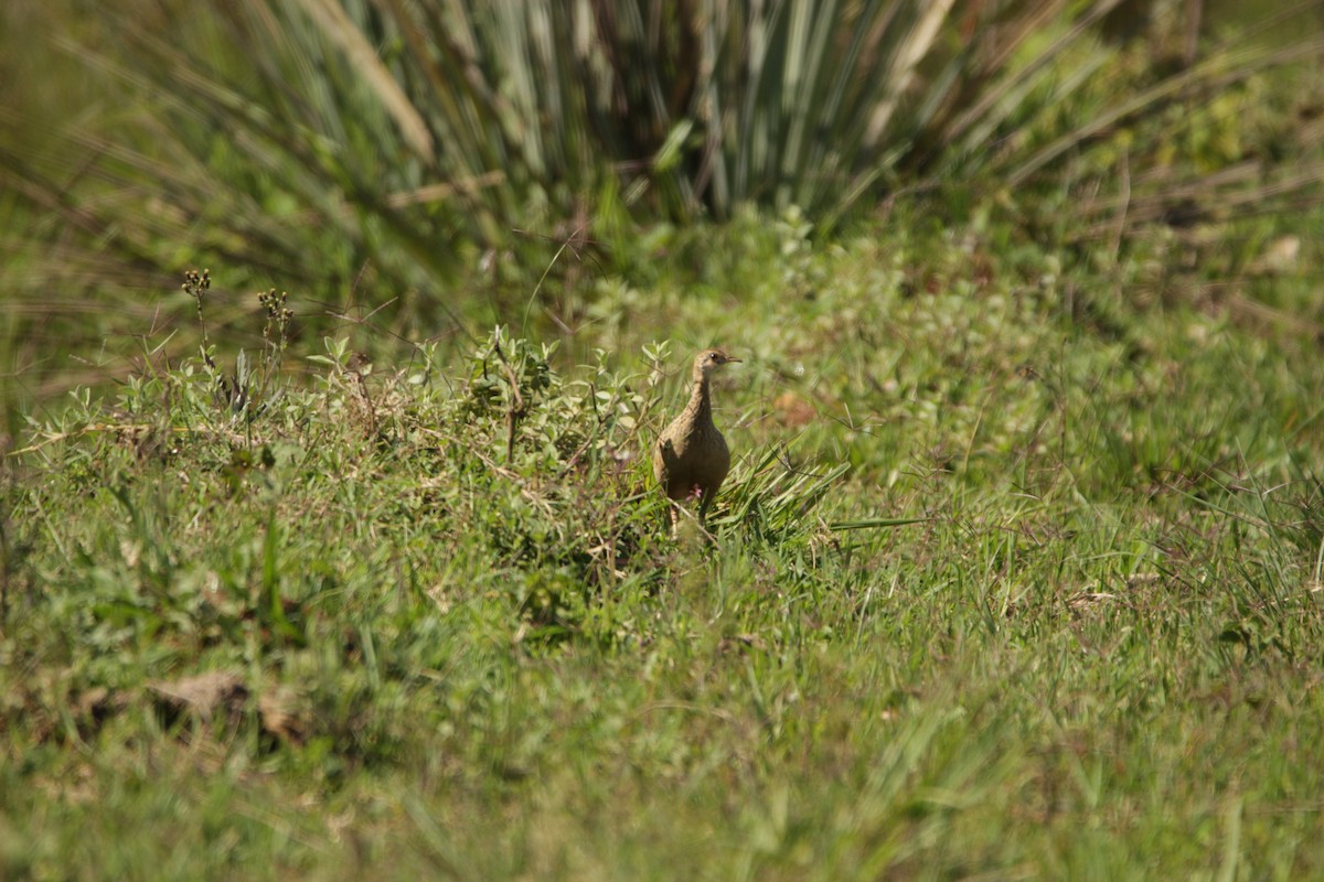 Spotted Nothura - ML646455357