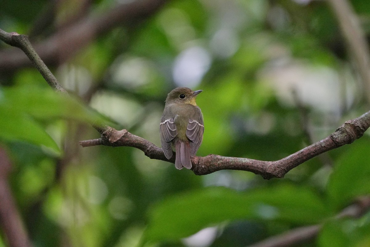 Green-backed Flycatcher - ML646455358