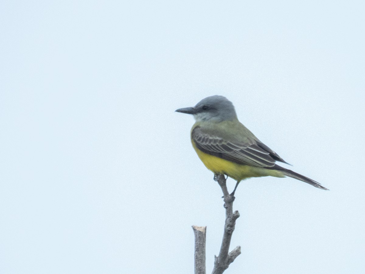 Tropical Kingbird - ML646455359