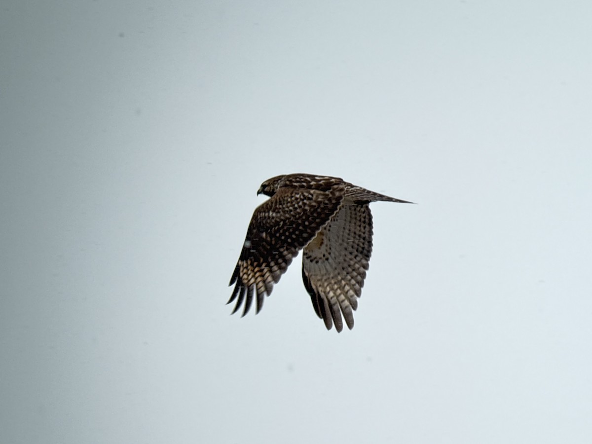 Busardo Pechirrojo - ML646455362