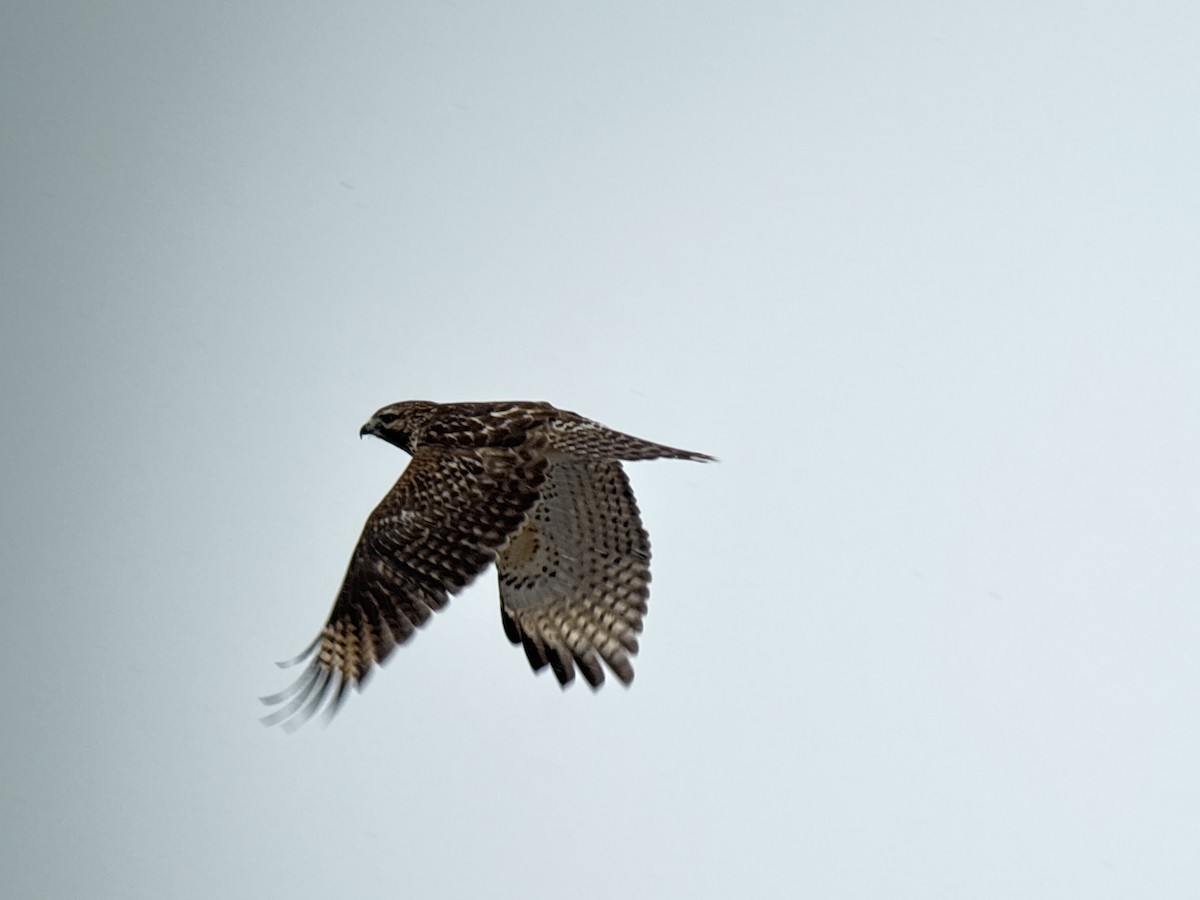 Busardo Pechirrojo - ML646455363