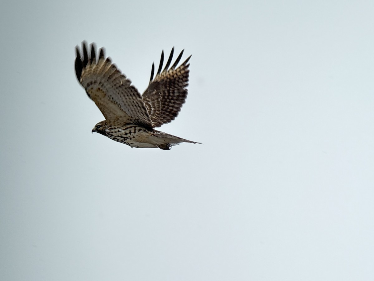 Busardo Pechirrojo - ML646455365