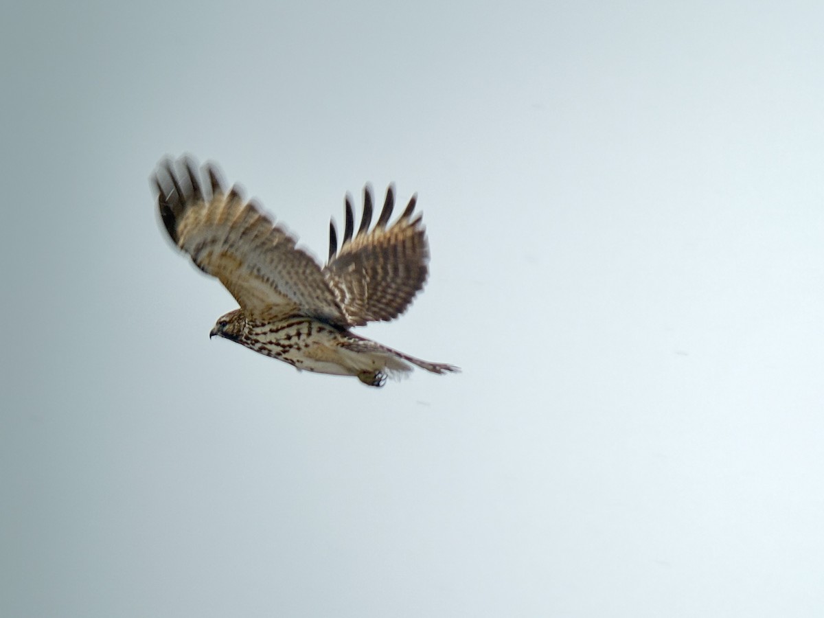 Busardo Pechirrojo - ML646455366