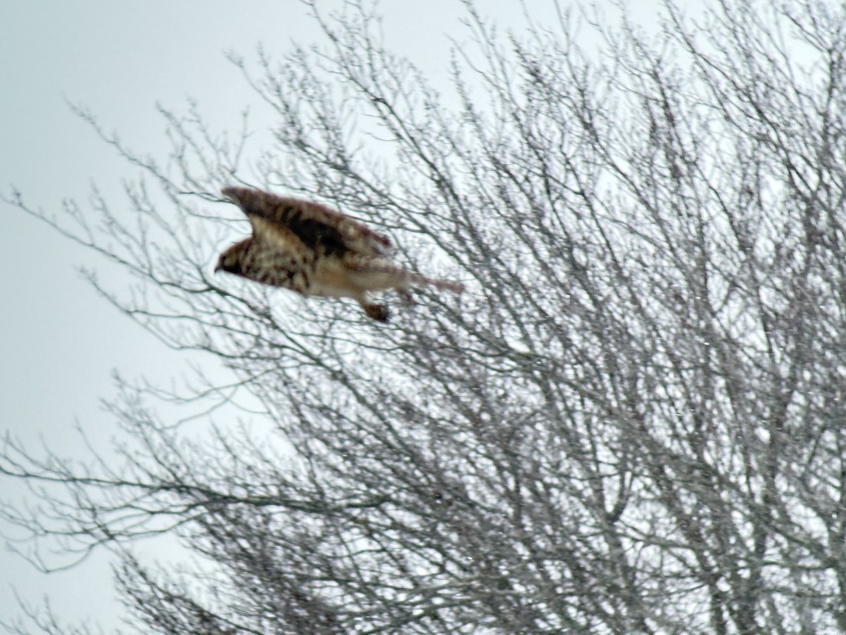 Busardo Pechirrojo - ML646455367