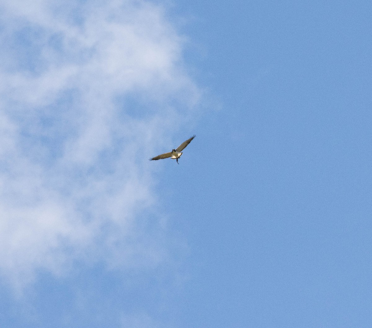 White-tailed Hawk - ML646455370