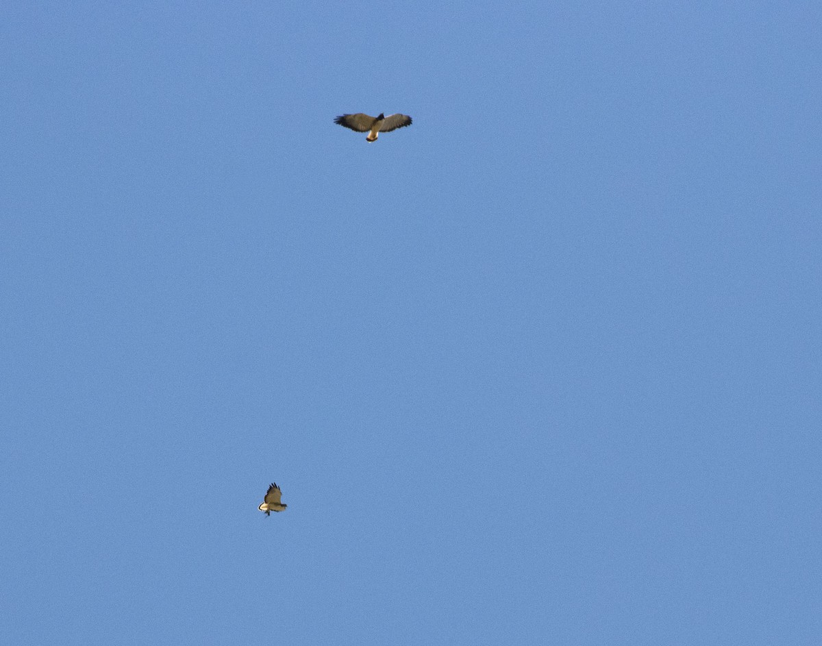 White-tailed Hawk - ML646455371