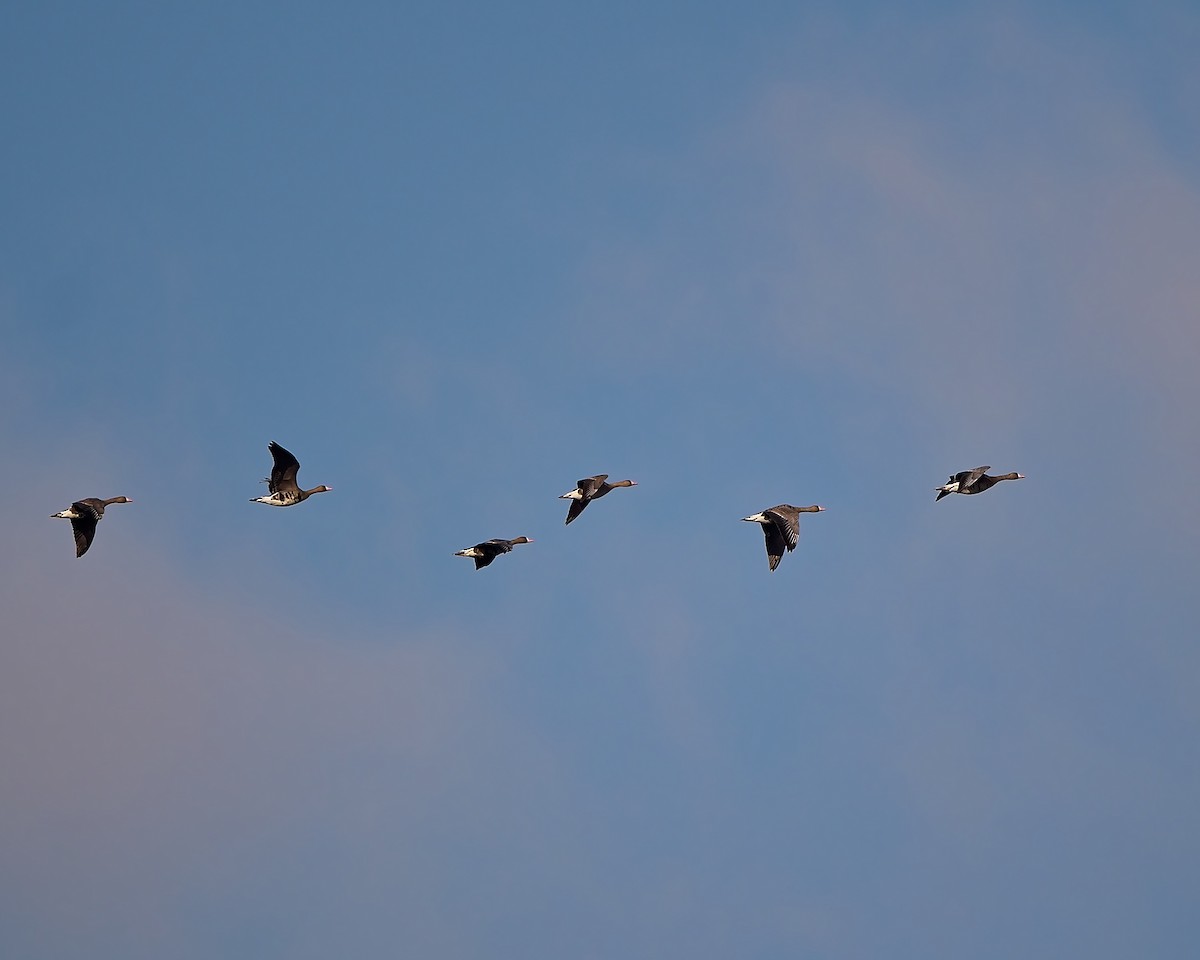 Greater White-fronted Goose - ML646455372