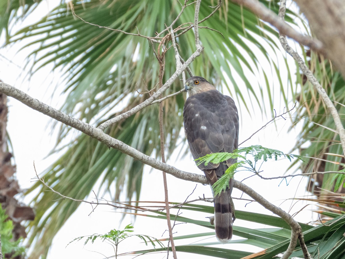 Cooper's Hawk - ML646455374