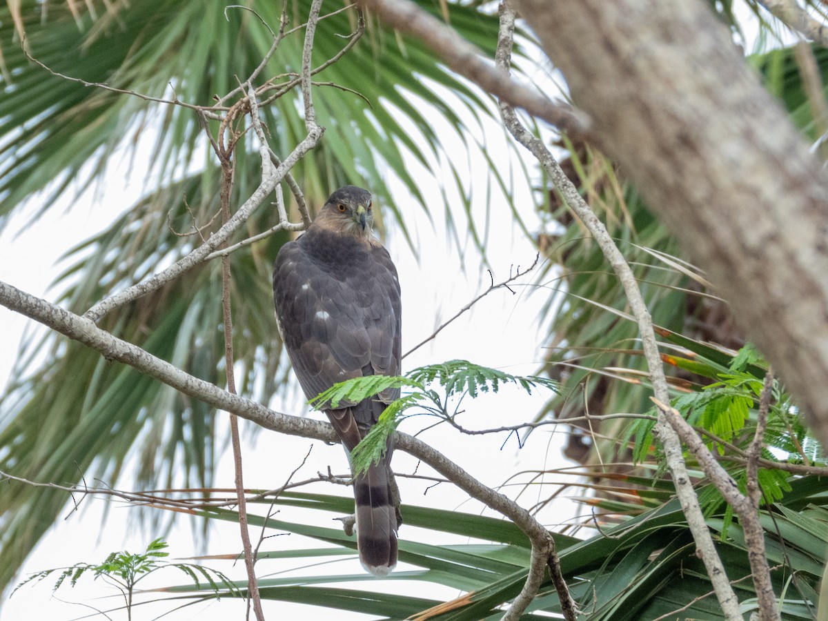 Cooper's Hawk - ML646455375